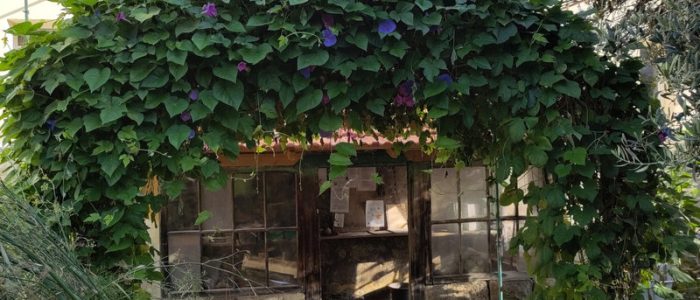 volubilis-1